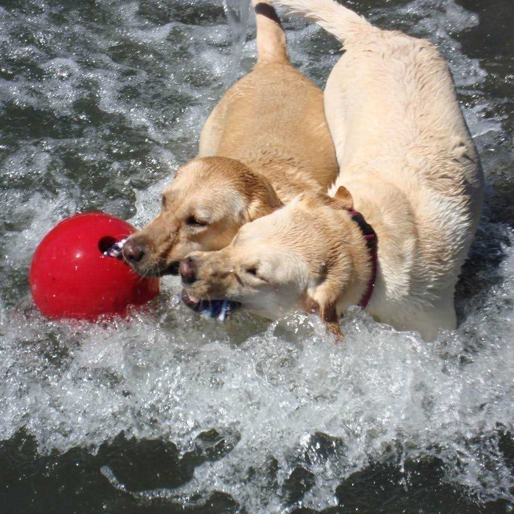 Jolly Pets Romp n Roll - Healthber