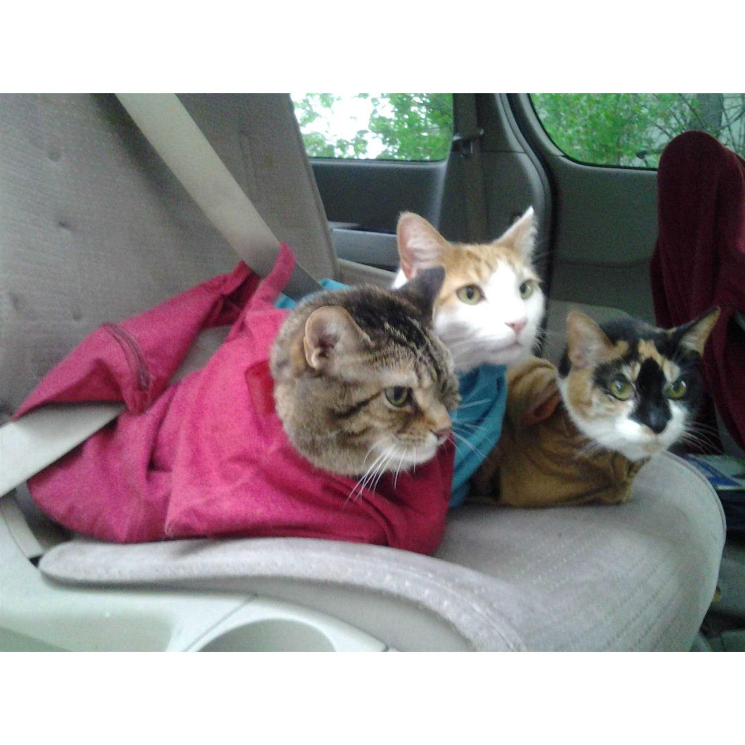 Cat-in-the-Bag Cozy Comfort Carrier - Healthber