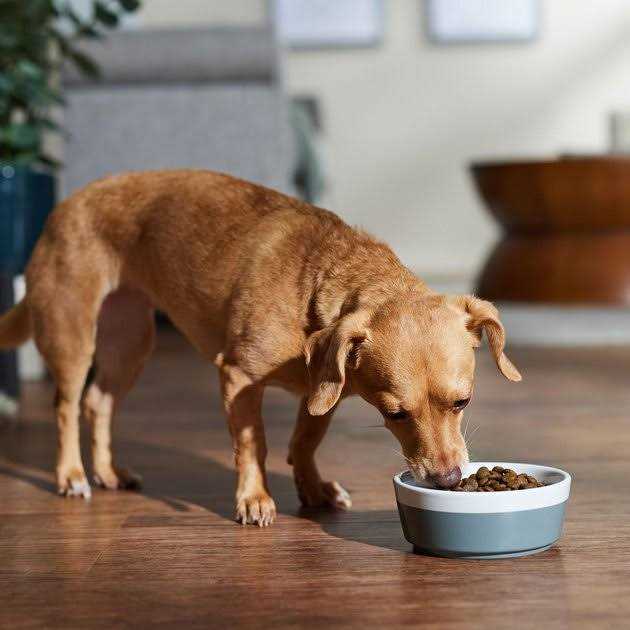 Farmina N&D Free Dog Dry Food Boar & Apple Adult Mini - Healthber