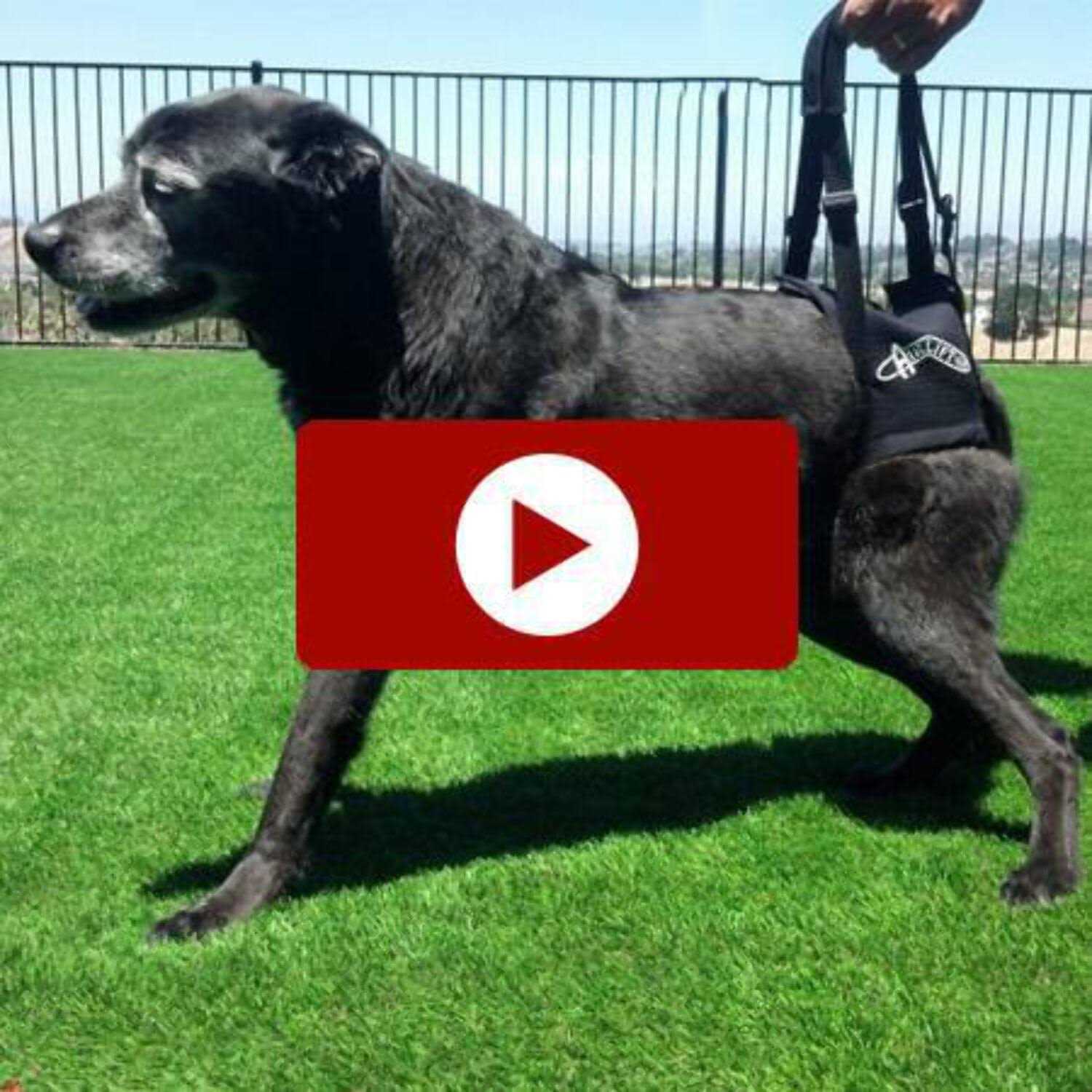Walkabout Airlift One Support Harness - Healthber