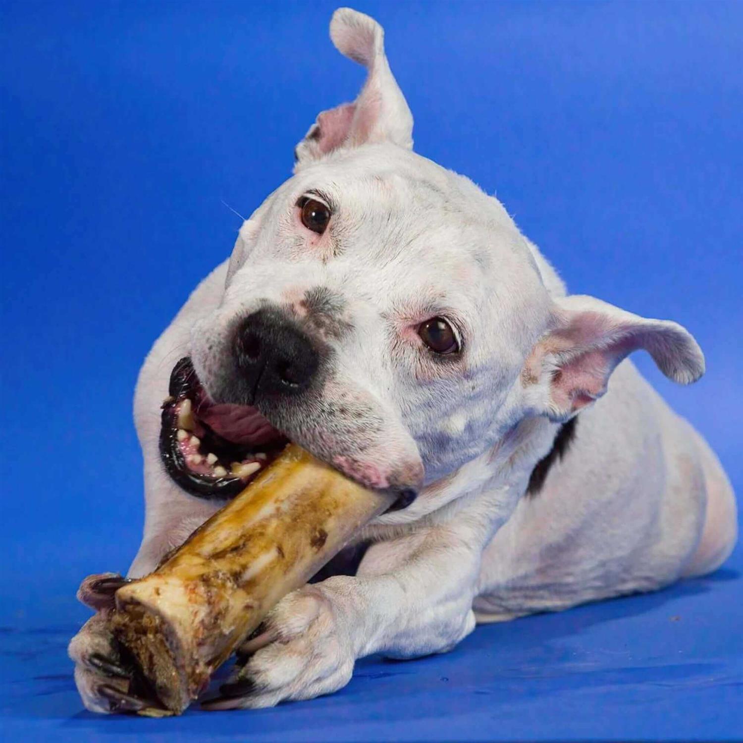 Best Bully Sticks – Large Marrow Bone - Healthber