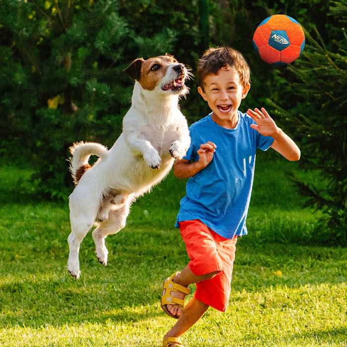 Nerf X-Weave Soccer Squeak Ball Dog Toy - Healthber