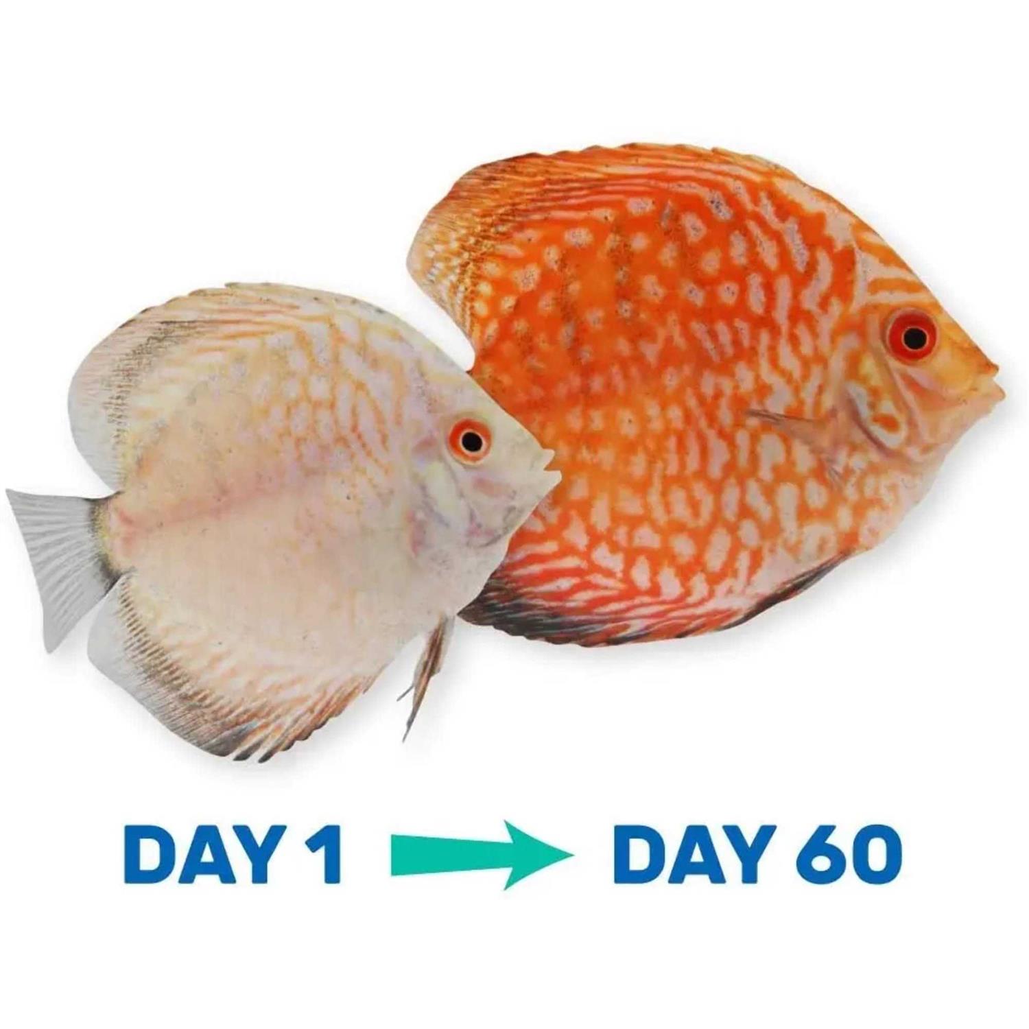 Hikari Tropical Vibra Bites Fish Food - Healthber