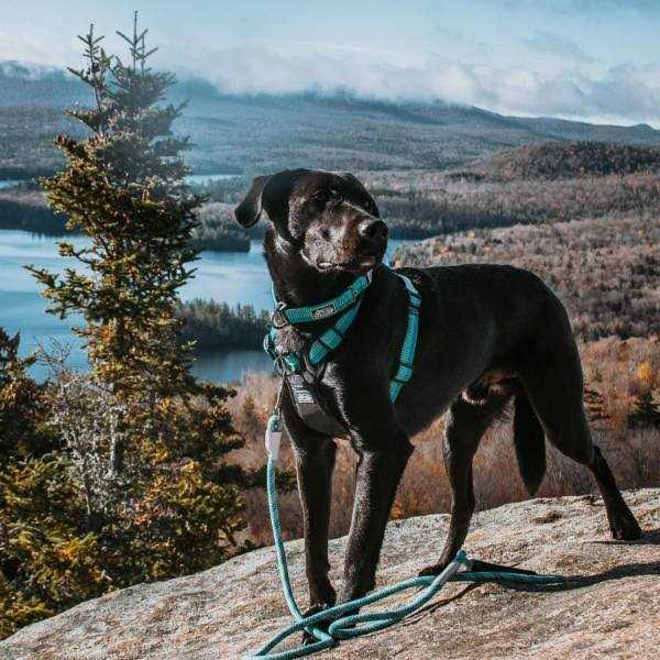 K9 Explorer Brights Reflective Front-Connect Harness - Healthber