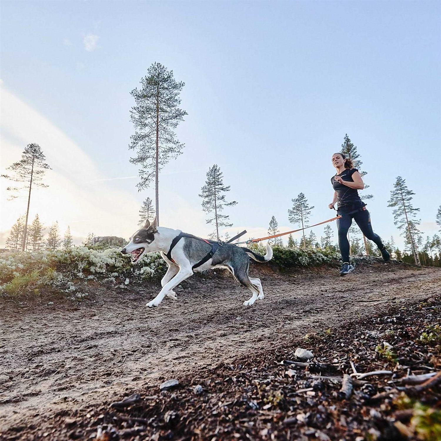 Non-Stop Dogwear Freemotion Harness / Size - Healthber