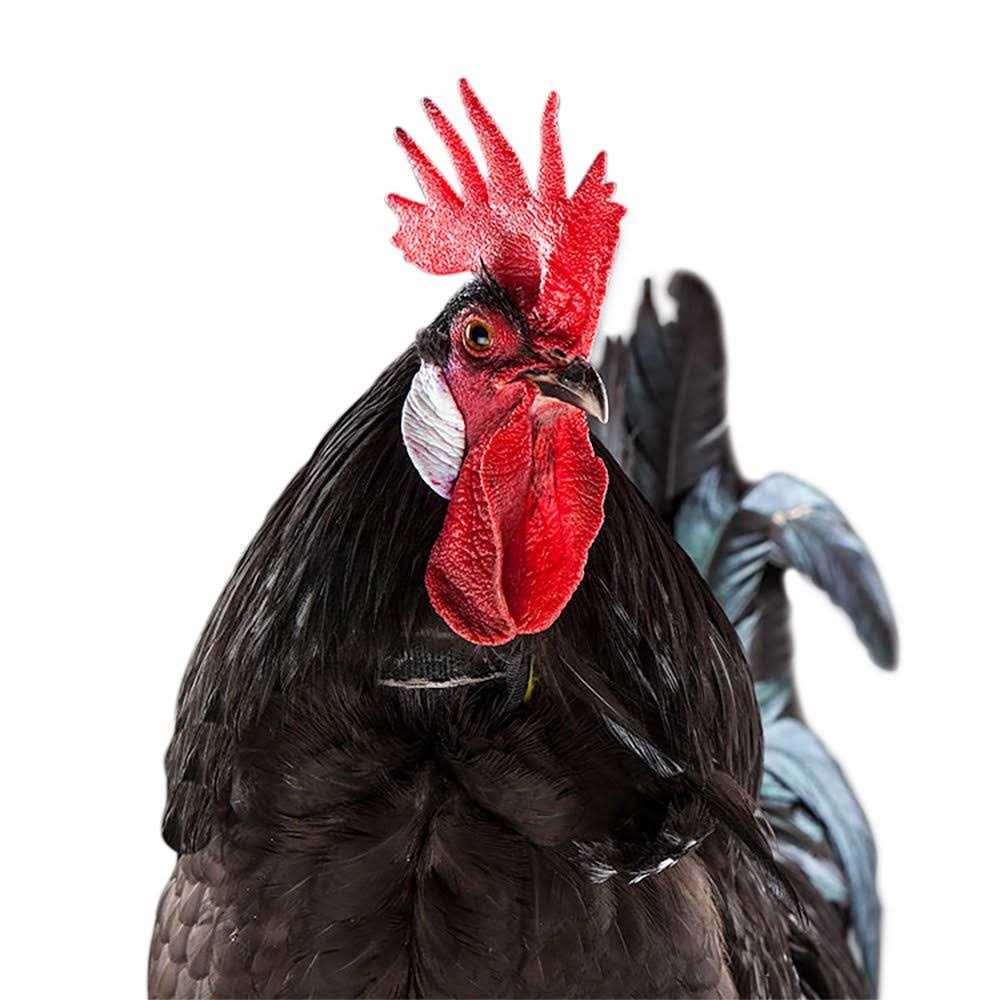 My Pet chicken No-Crow Rooster Collar - Healthber