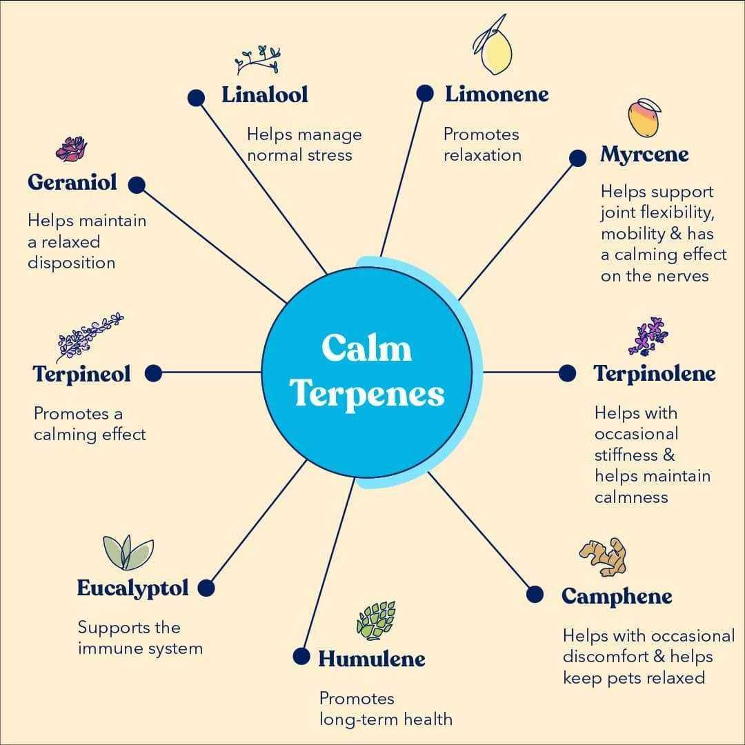 Calm Soft Chews - Healthber