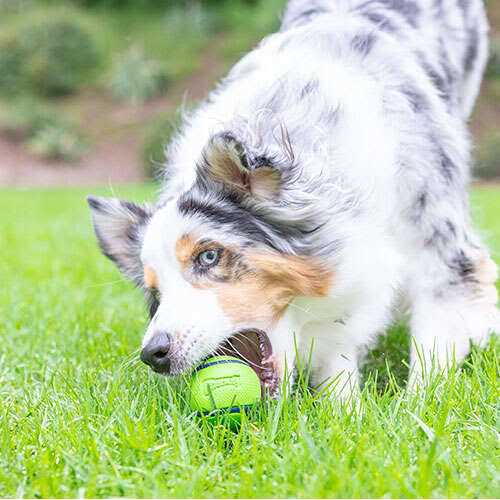 Chuckit! Sniff Fetch Ball Dog Toy - Healthber