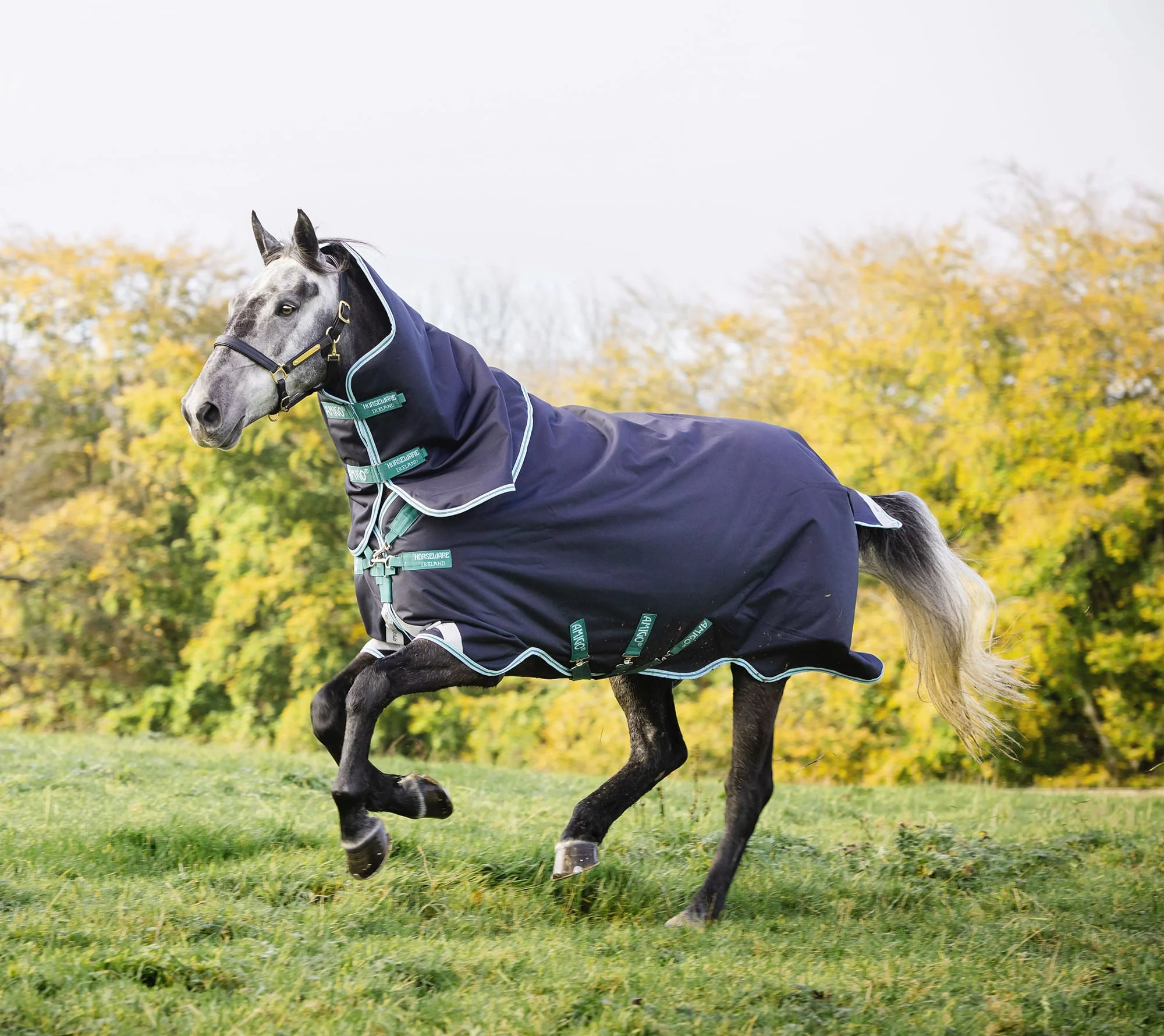 Amigo Bravo 12 Plus Horse Turnout Blanket with 250 gram fill, Navy/Aqua - Healthber