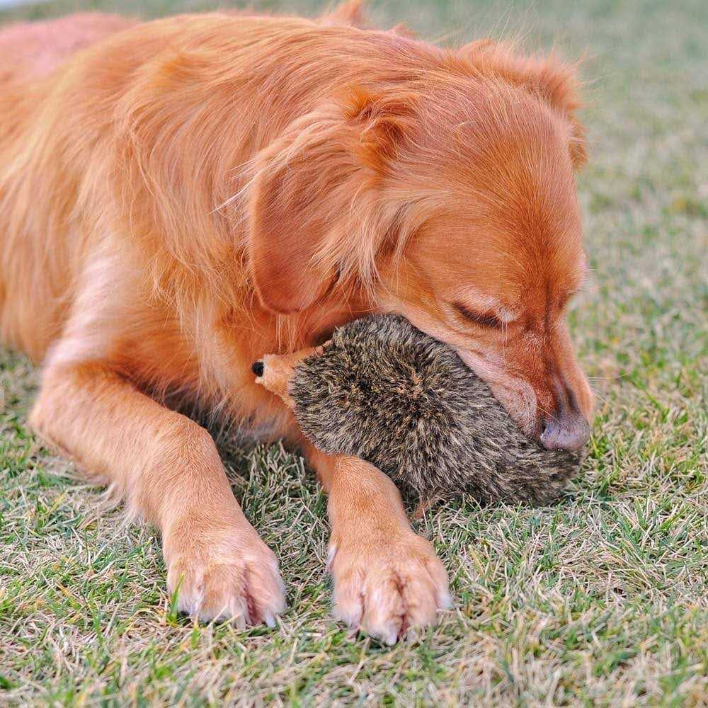 ZippyPaws Hedgehog Dog Toy - Healthber