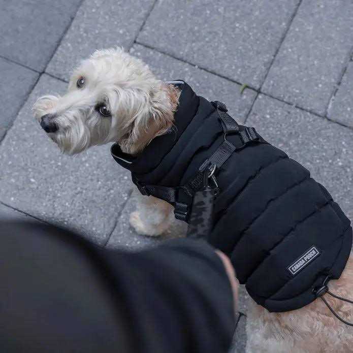 Canada Pooch Harness Puffer Black - Healthber