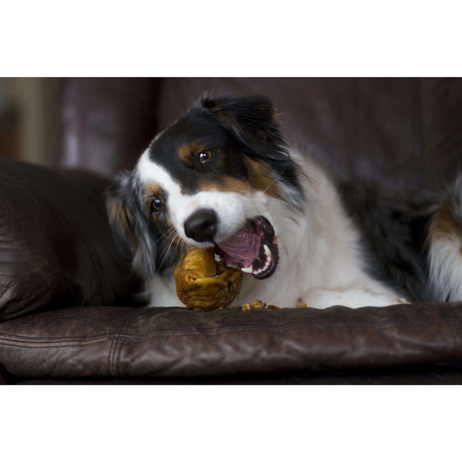 Redbarn Piggy Puffs Dog Treats - Healthber
