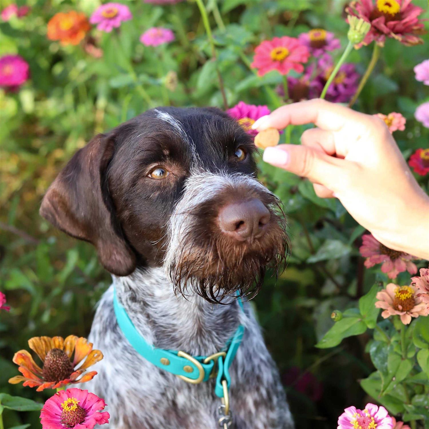 Ark Naturals Breath Bursts Bits Dental Dog Treats - Healthber