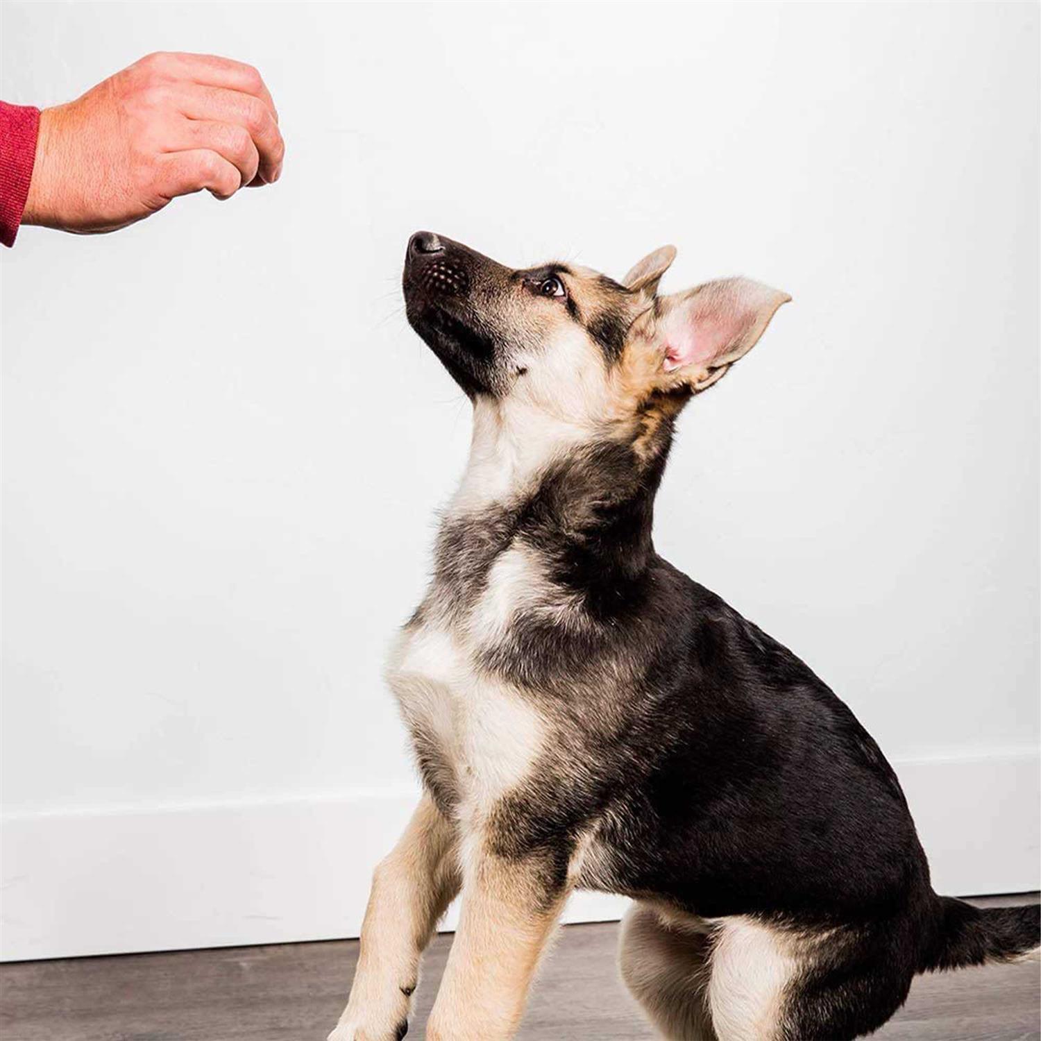 Pupford Beef Liver Training Freeze-Dried Dog Treats - Healthber