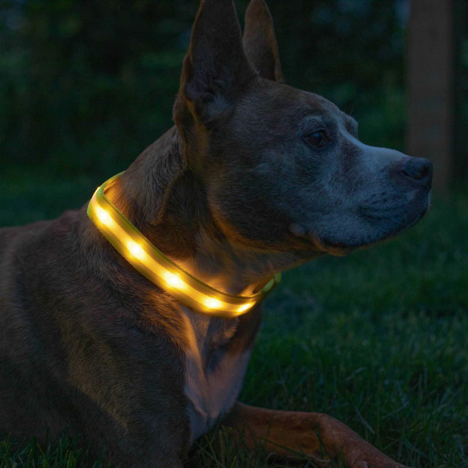 Blazin LED Light Up Dog Collar 1,000 Feet of Visibility - Healthber