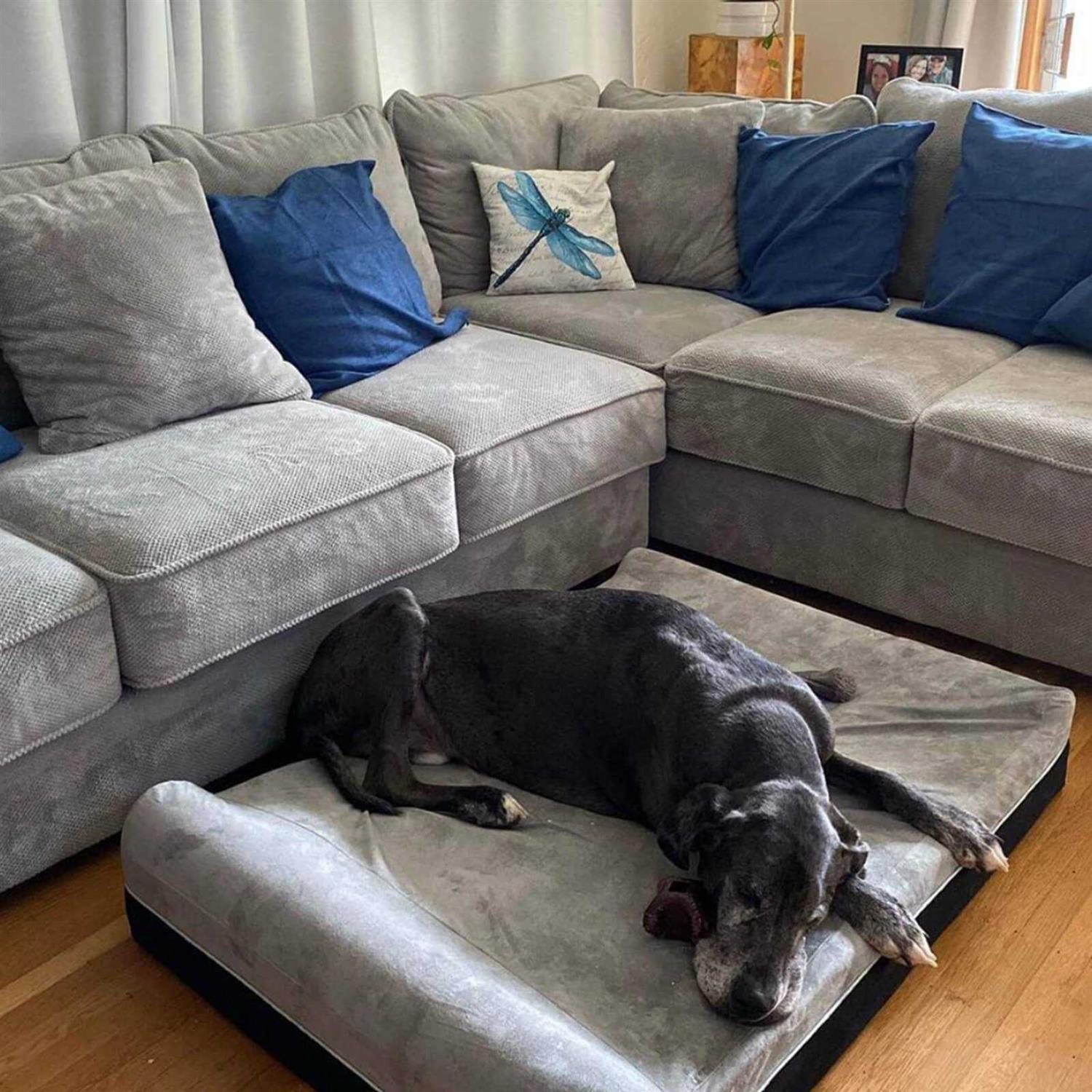 Laifug Large Dog Bed Orthopedic Memory Foam - Healthber
