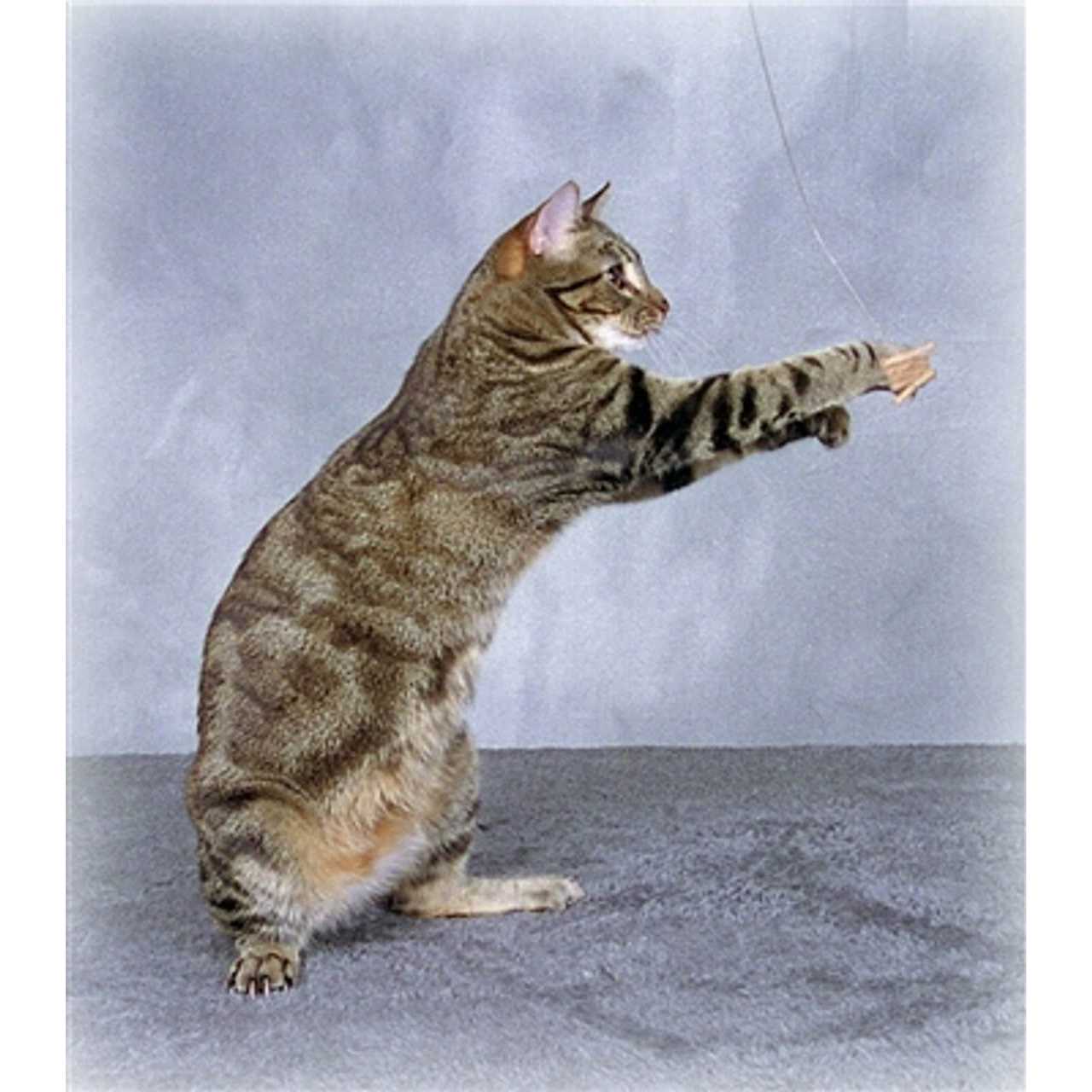 Cat Dancer Deluxe Cat Toy - Healthber