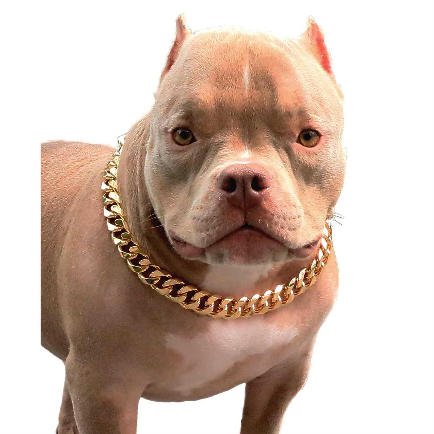 PP cOLOR gold chain Dog collar-34 Width cuban Link Dog Necklace - Healthber