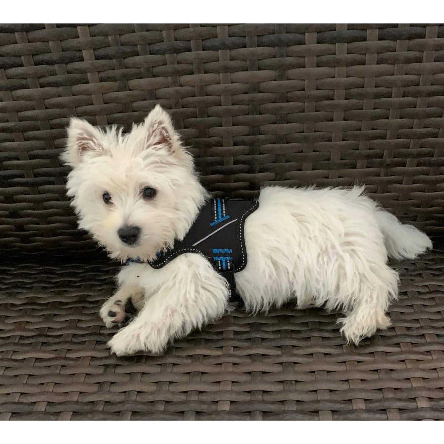 Doggy Tales Patented Hart Harness - Healthber
