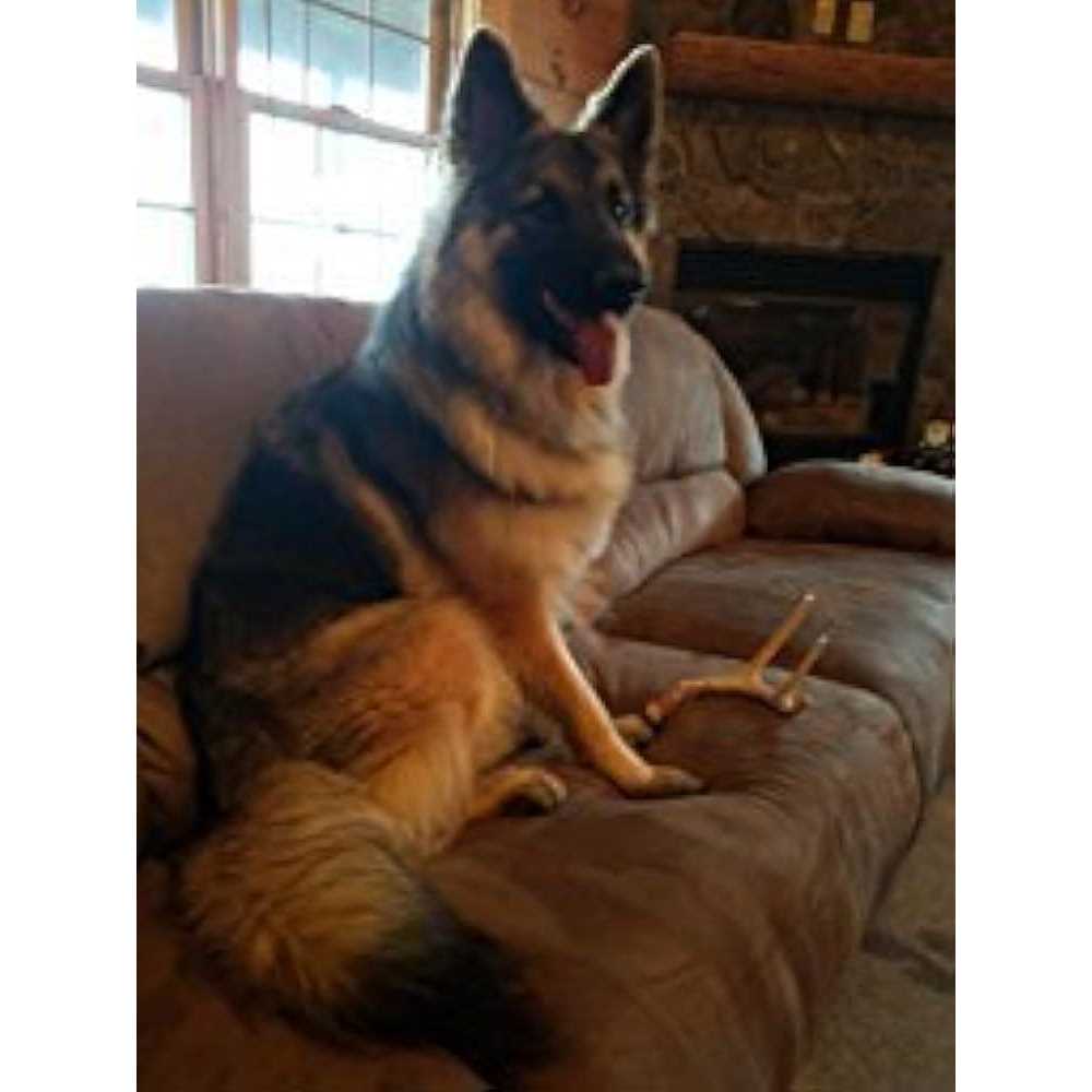 Big Dog Antler Chews Whitetail Deer Antler Dog Chew Medium 8 Inches to 13 Inches Long - Healthber