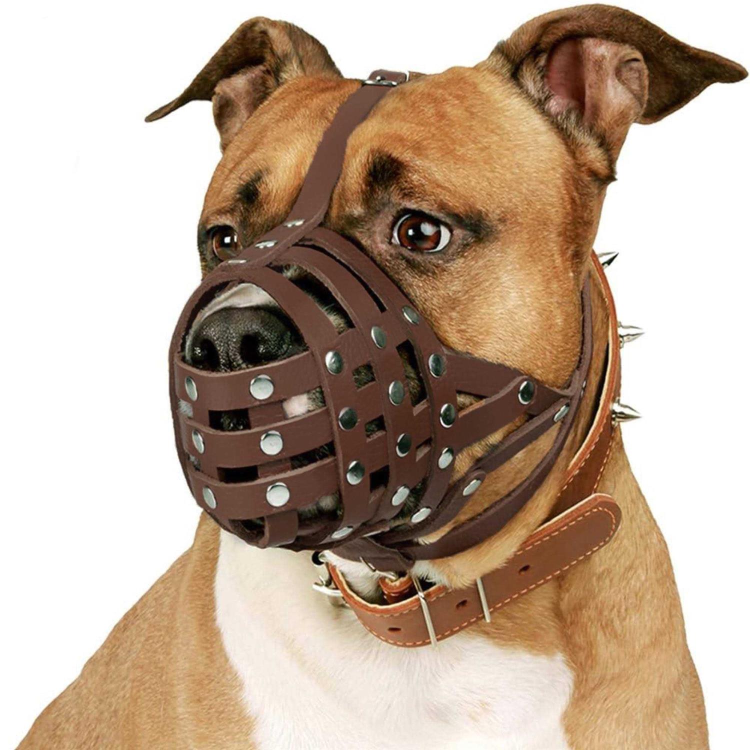 CollarDirect Dog Muzzle Pitbull Amstaff Basket Genuine Leather Staffordshire Terrier - Healthber