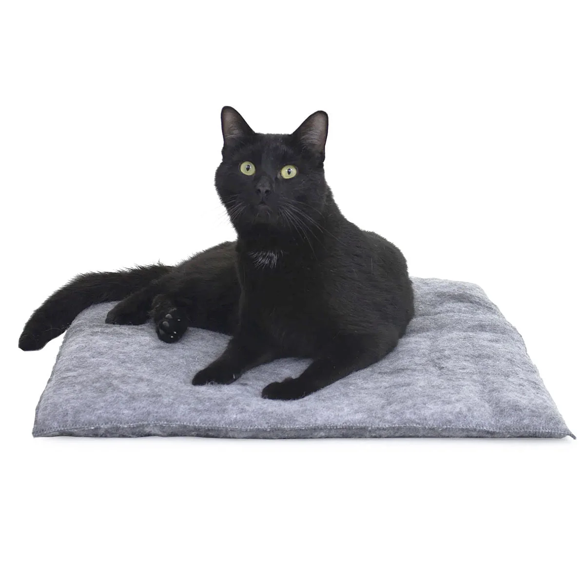Mysterious Purr Padd - Healthber
