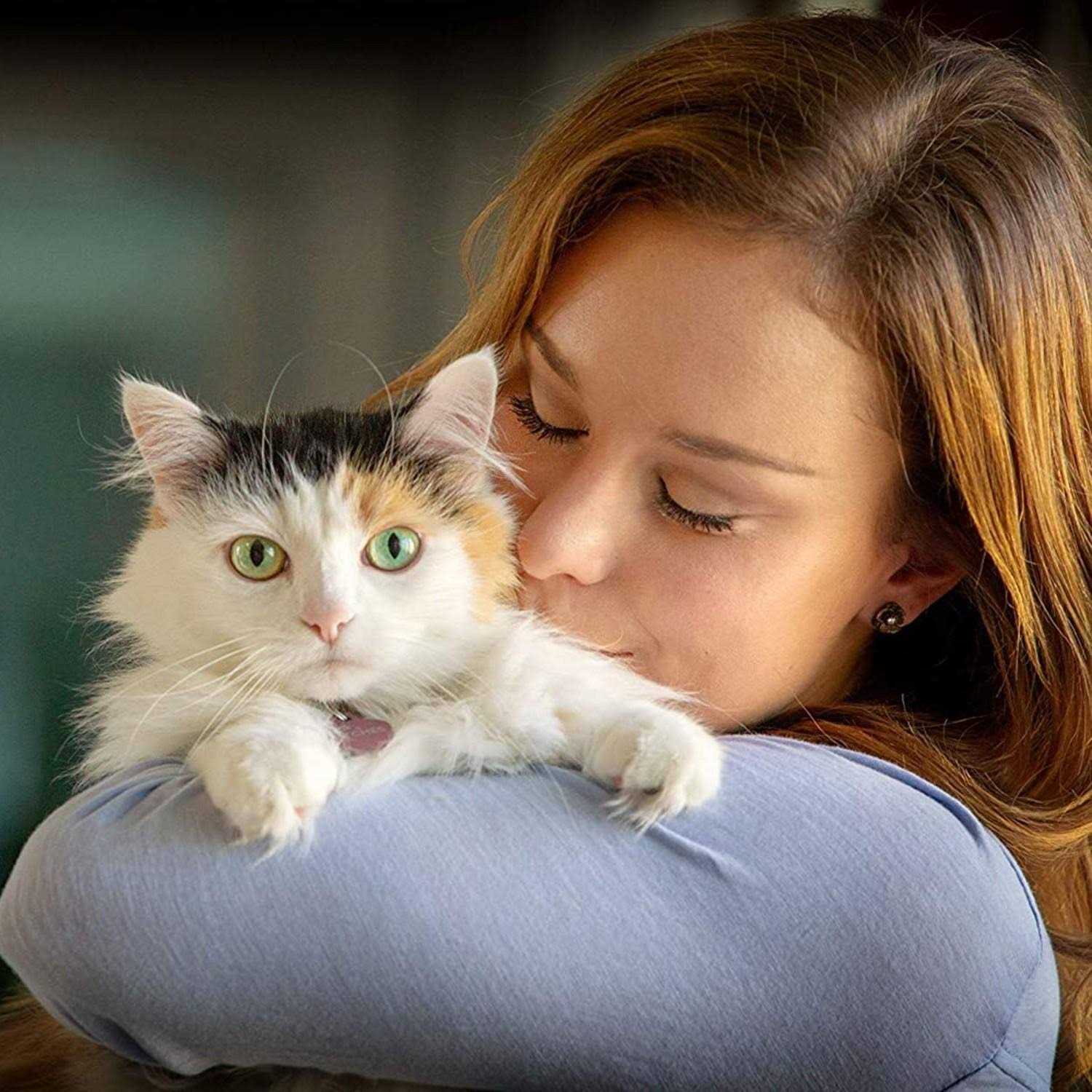 In Clover Spry Respiratory and Ocular Support Soft Chews for Cats - Healthber