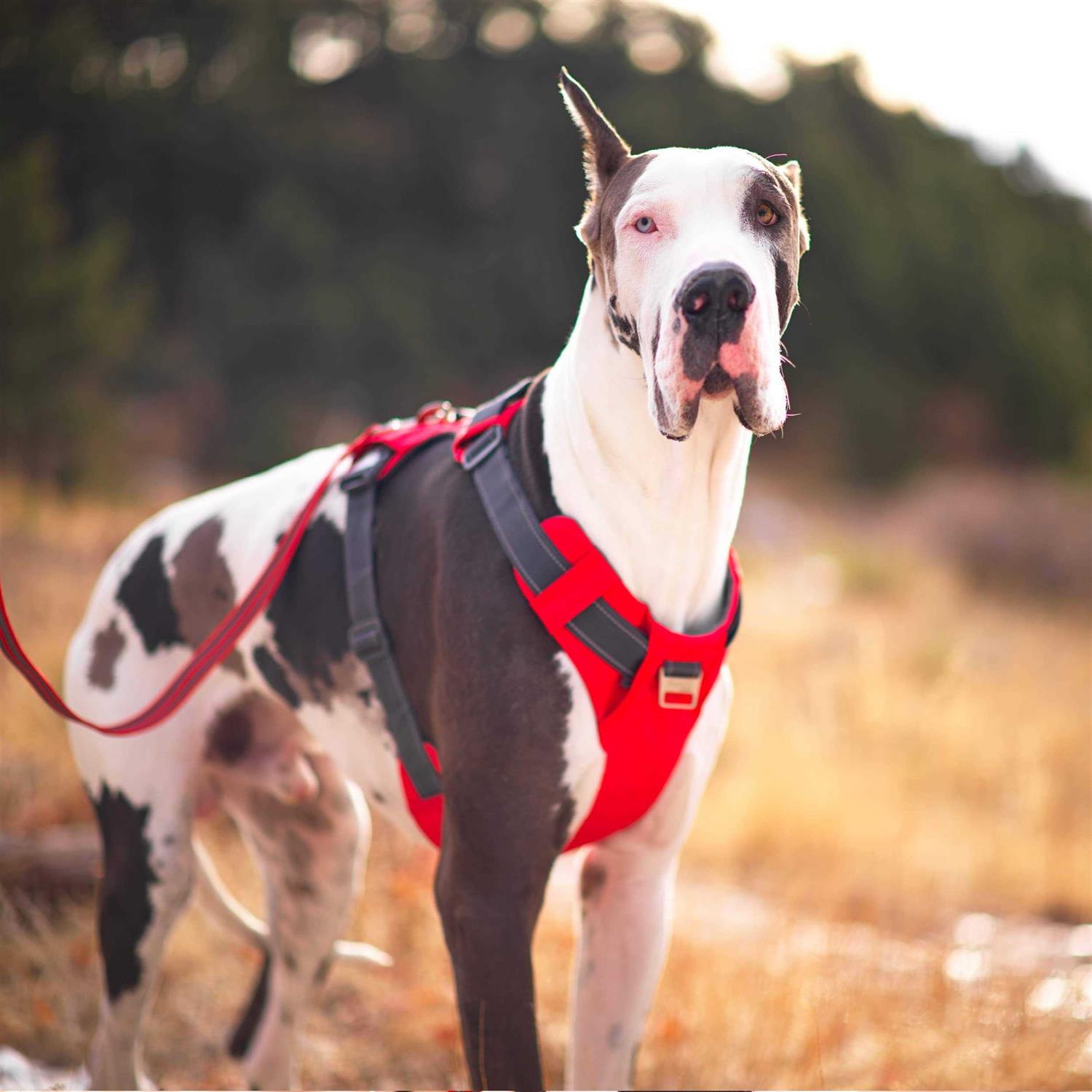 Outward Hound Boulder Adventure Adjustable Dog Harness with Pockets - Healthber