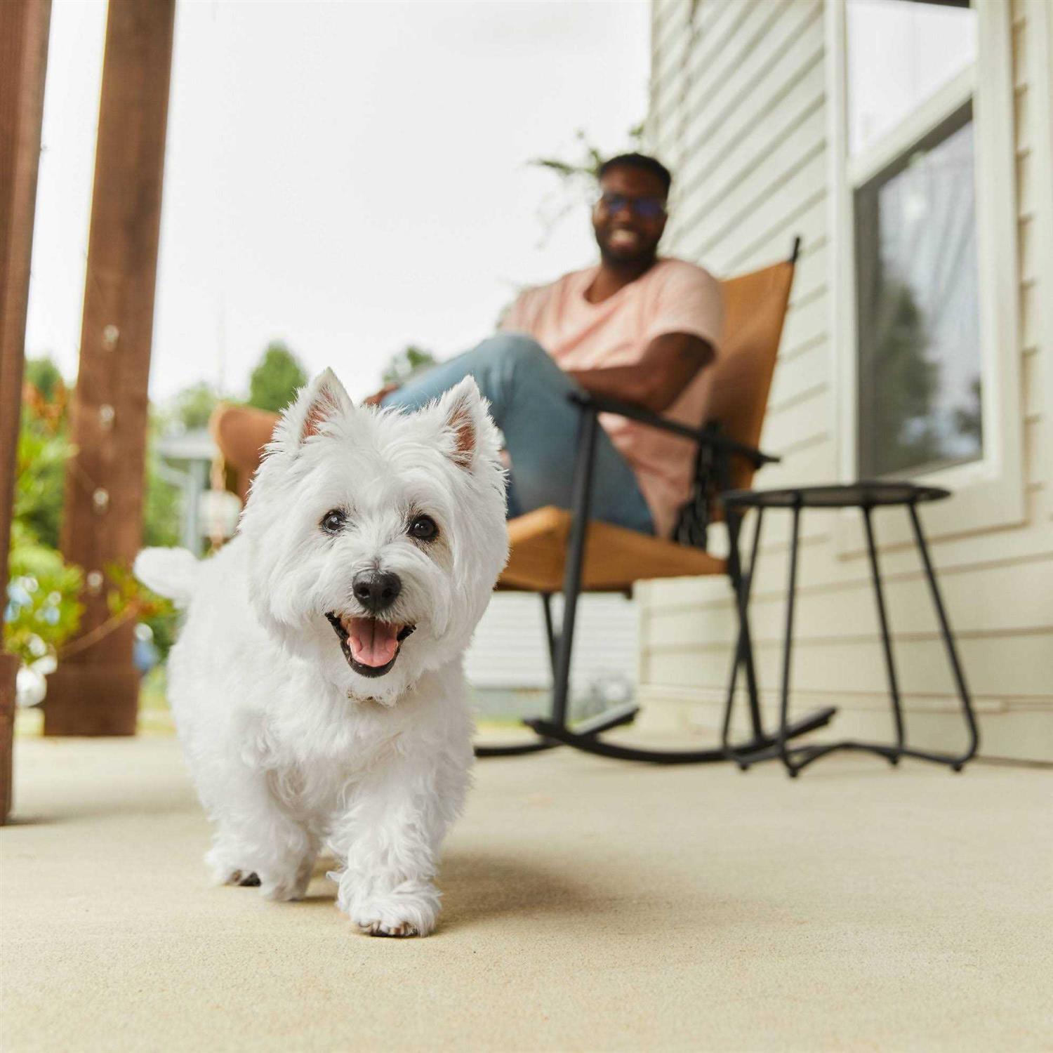 Cesar Wholesome Bowls Wet Dog Food - Healthber
