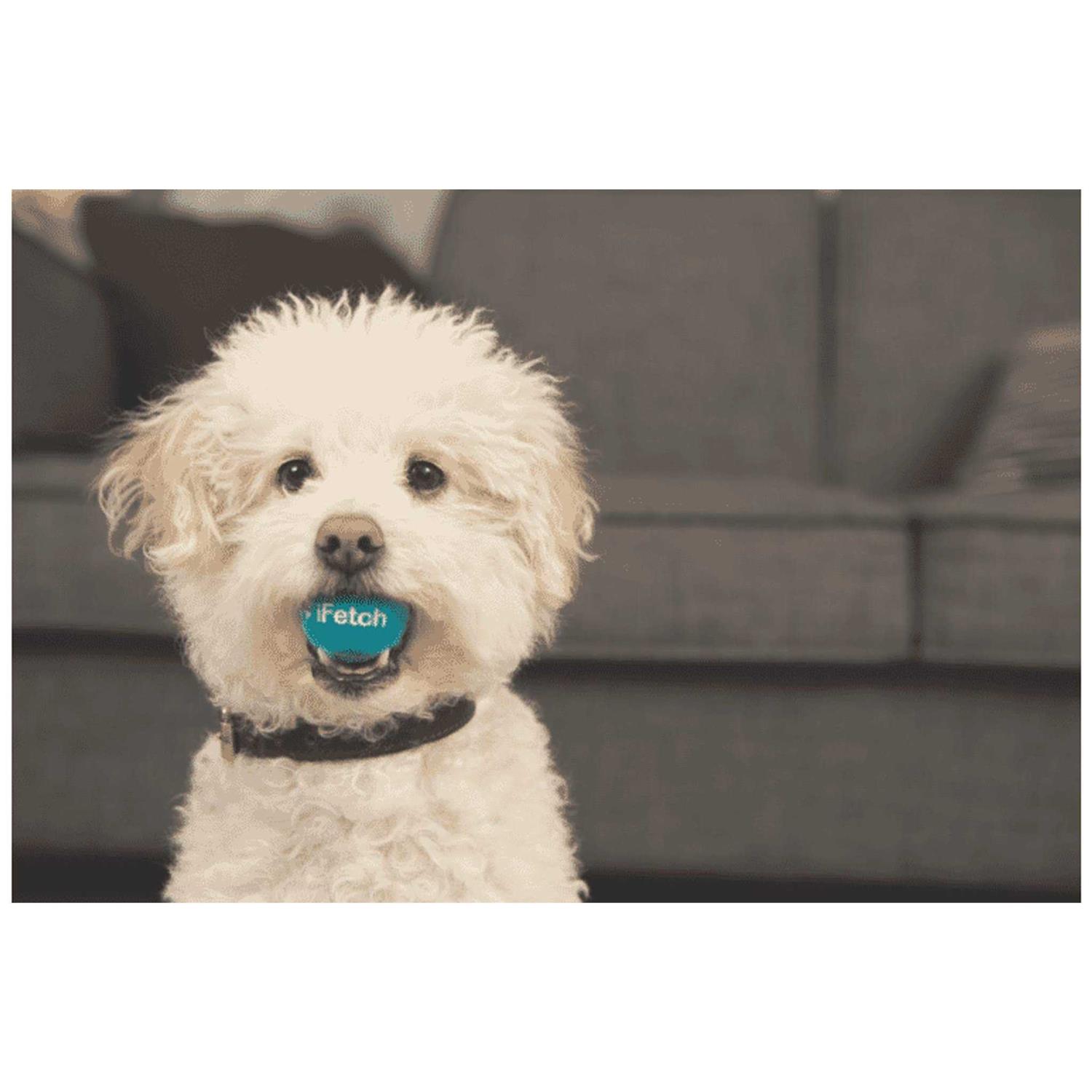 iFetch Interactive Dog Ball Launcher - Healthber