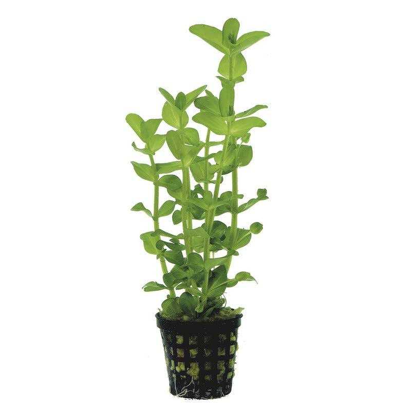 AquaLeaf Aquatics Potted Live Aquarium Plants - Healthber