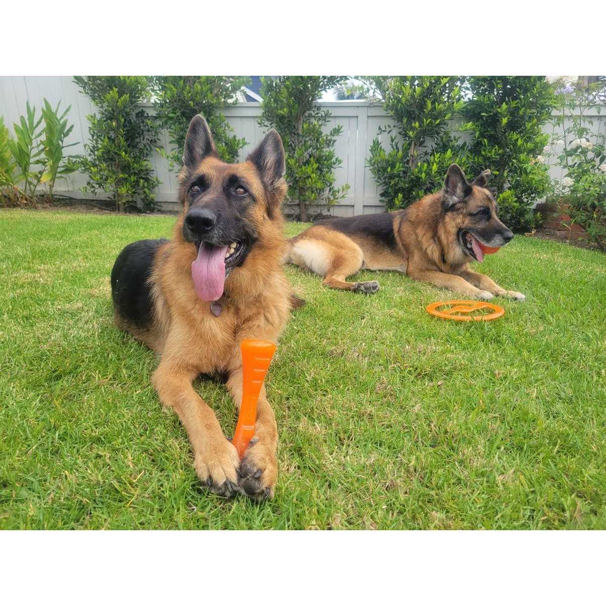 Bionic Urban Stick Dog Toy - Healthber
