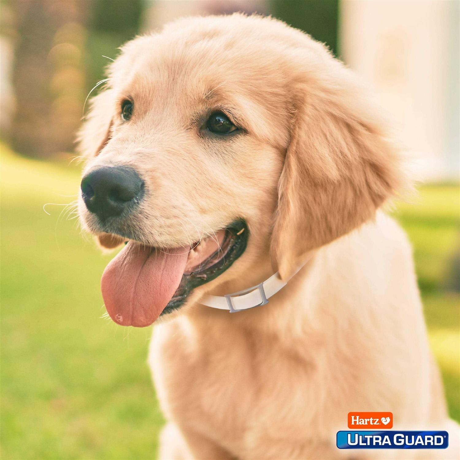 Hartz UltraGuard Flea & Tick Collar for Dogs - Healthber