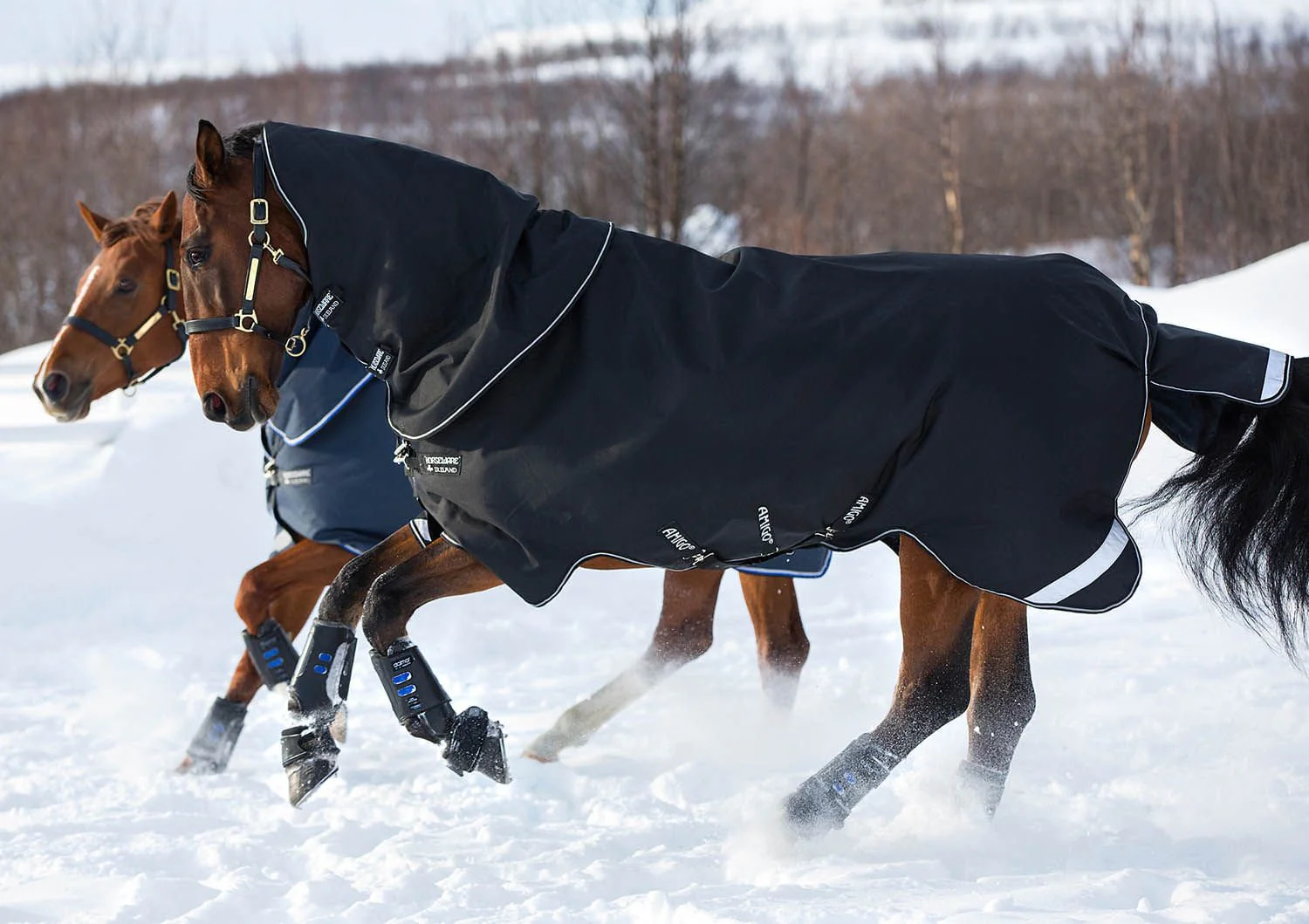 Amigo Super Bravo Plus Medium Horse Turnout Blanket - Healthber