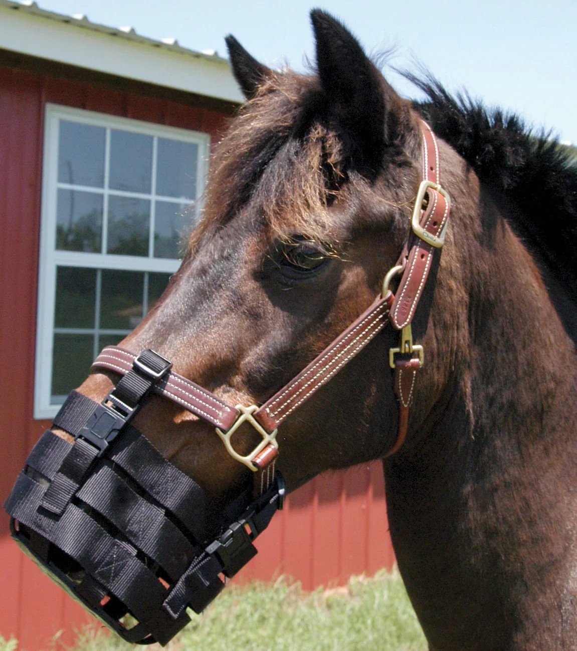 Anti-Grazing Muzzle - Healthber