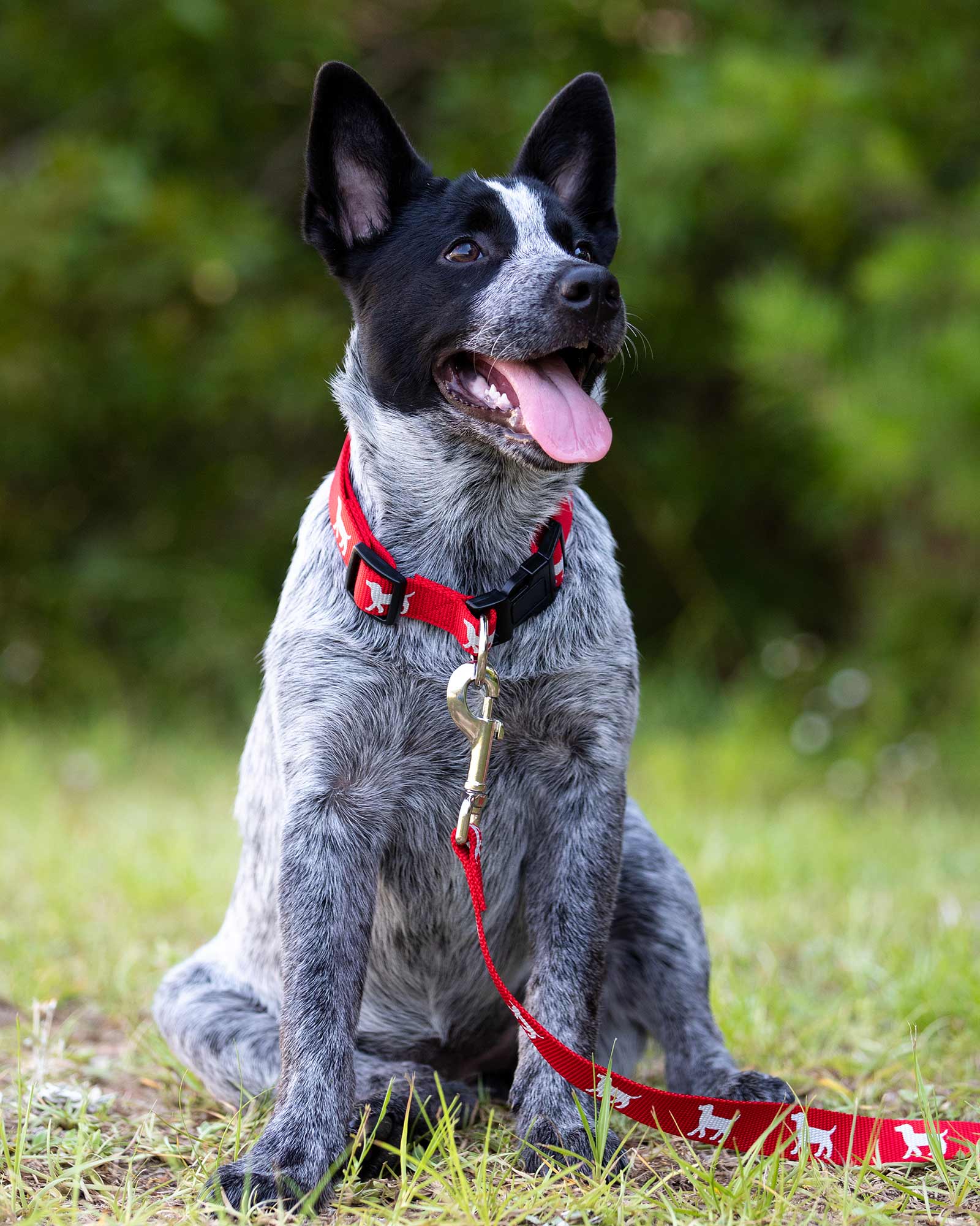 Reflective Hound Series Adjustable Nylon Dog Collars, 5/8