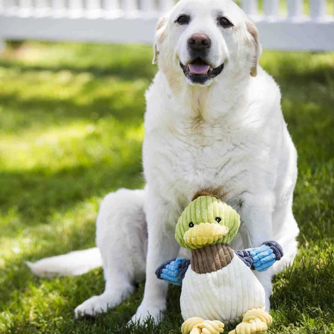 HuggleHounds Ruff-Tex Dog Toy - Healthber