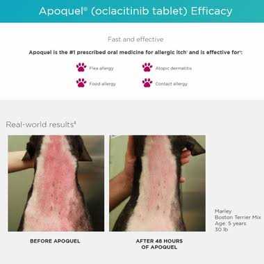 Apoquel 16 mg for Dogs - Healthber