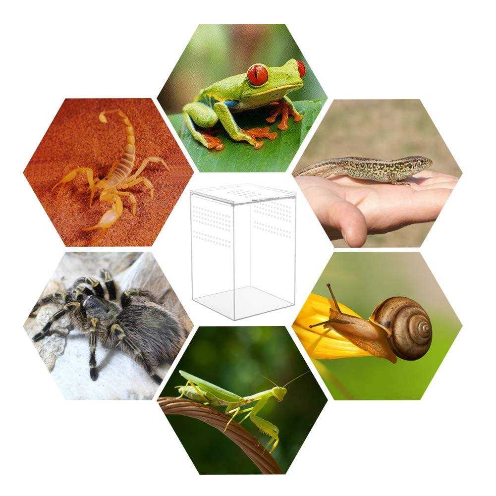 NANEEZOO Magnetic Acrylic Reptile Cage 6x6x9 Tall Enclosure Transparent Reptile Breeding Box Terrarium Tank for Tarantula Scorpion Sling Isopods - Healthber