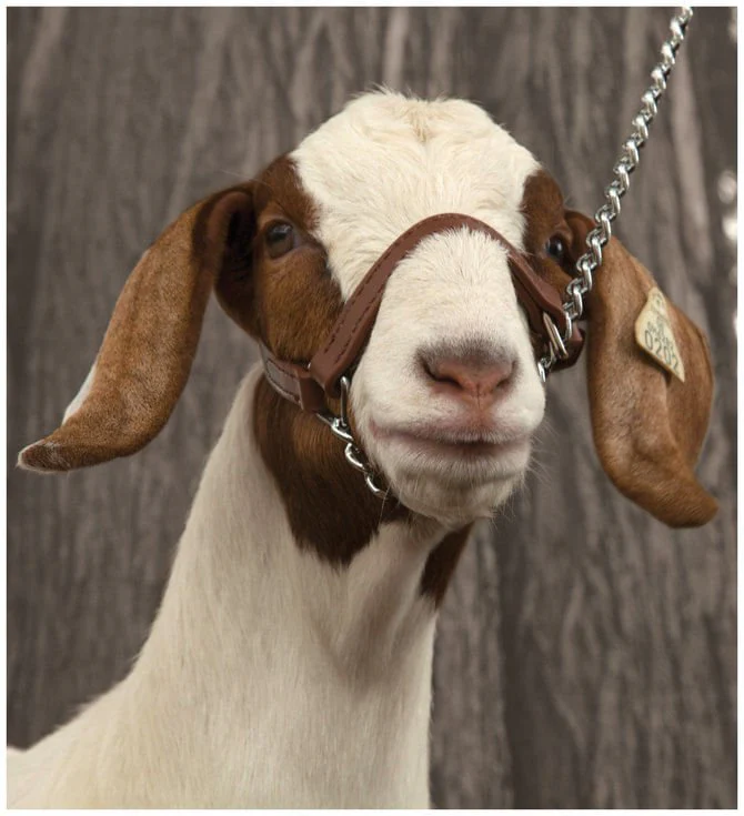 Brahma Webb Show Goat Halter - Healthber