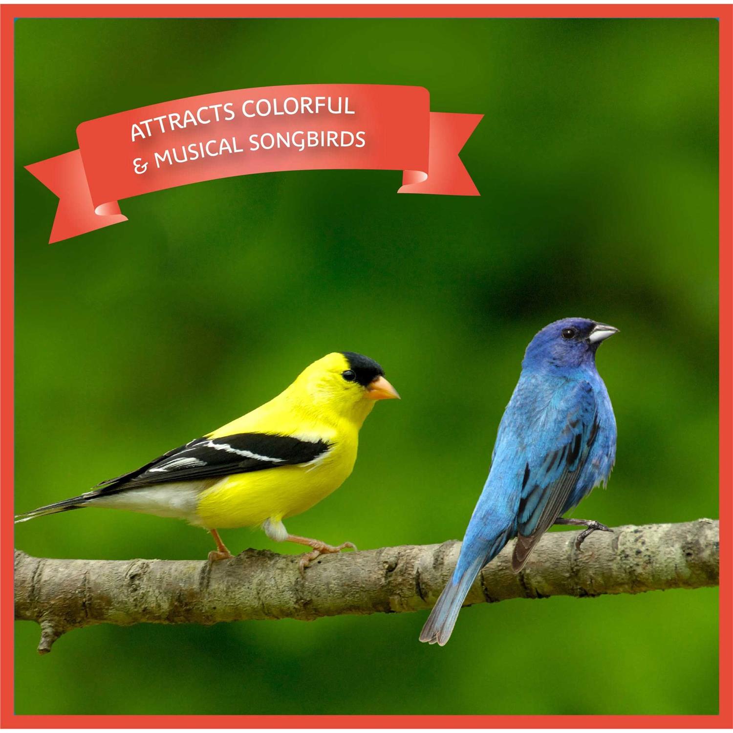 Pennington Ultra Songbird Blend Bird Seed - Healthber