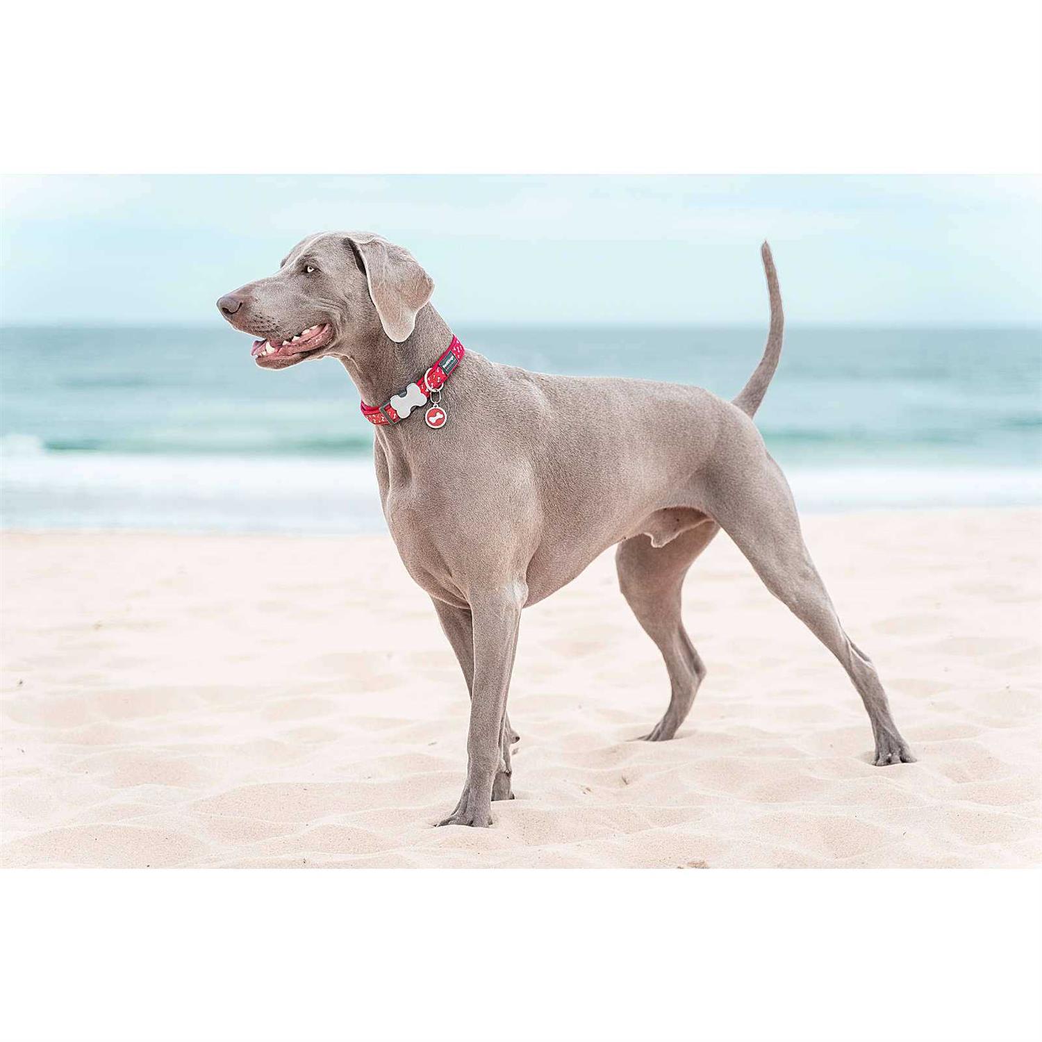 Red Dingo Circle Pet ID Dog Tag - Healthber