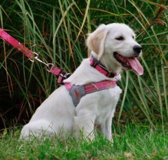 Doggy Tales Realtree Step In V Harness, Paradise Pink - Healthber