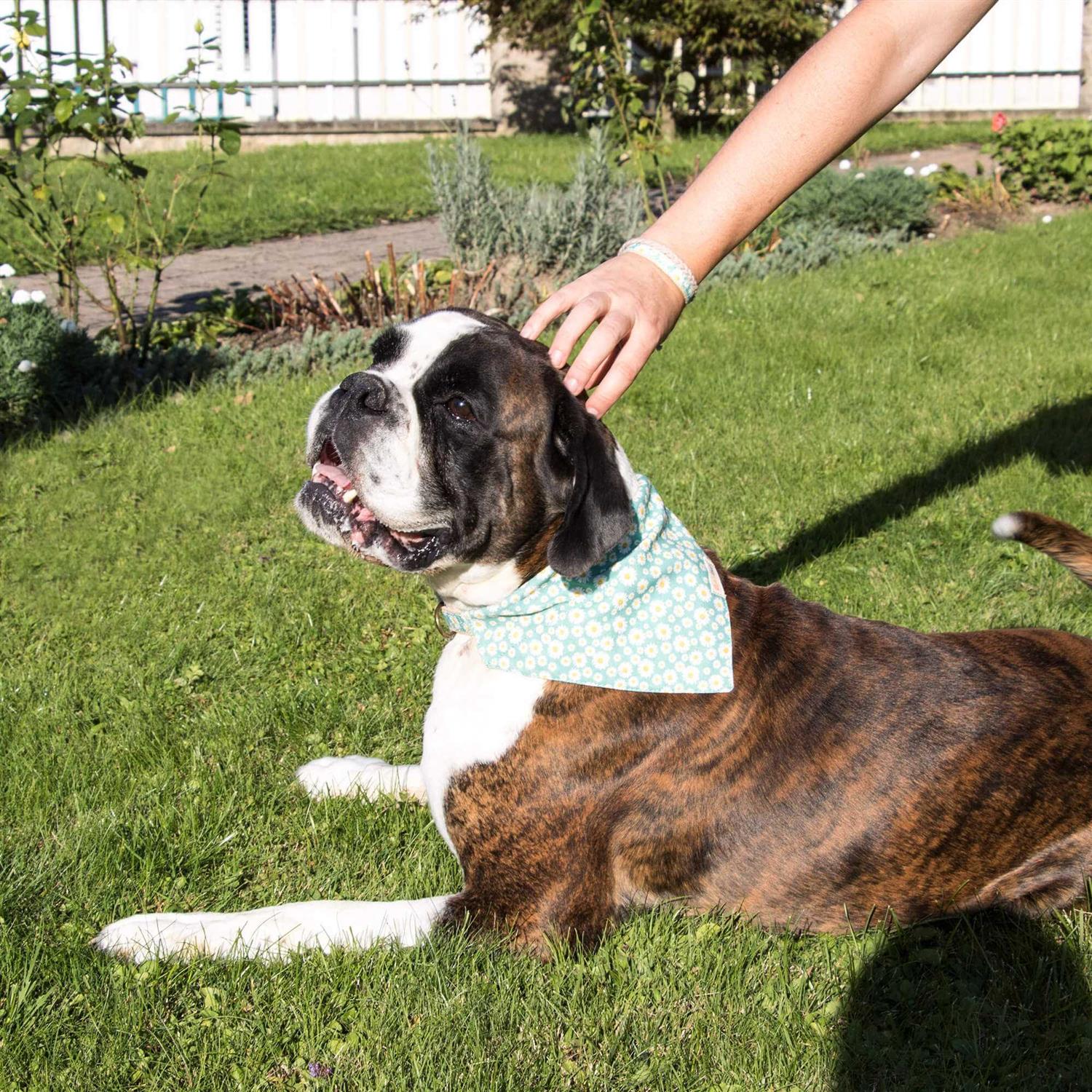 Pettsie Matching Dog Collar, Bandana and Owner Friendship Bracelet Gift Box Included - Healthber