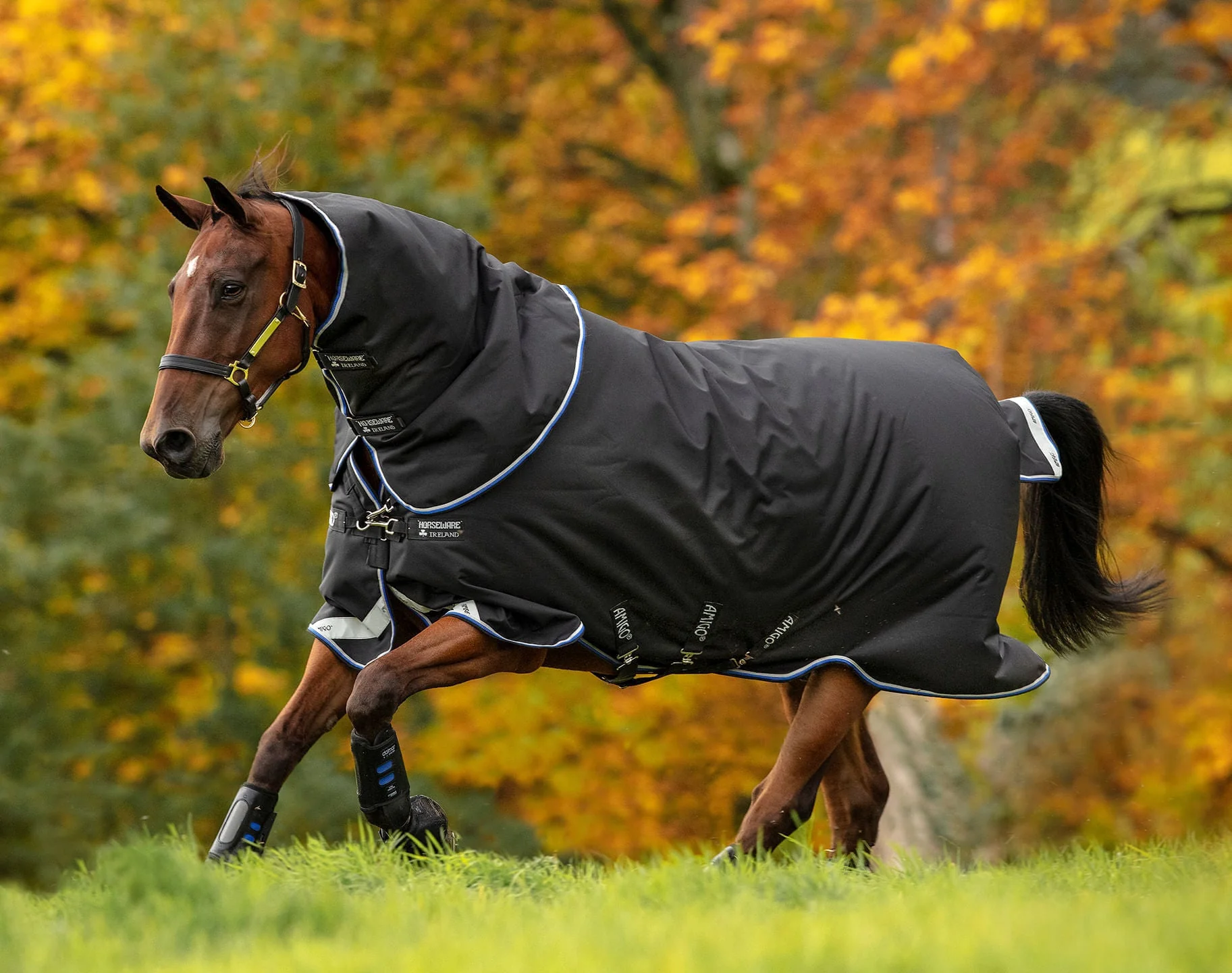 Amigo Bravo 12 Plus, 1200D, 250 gram, Medium Weight Turnout Blanket - Healthber