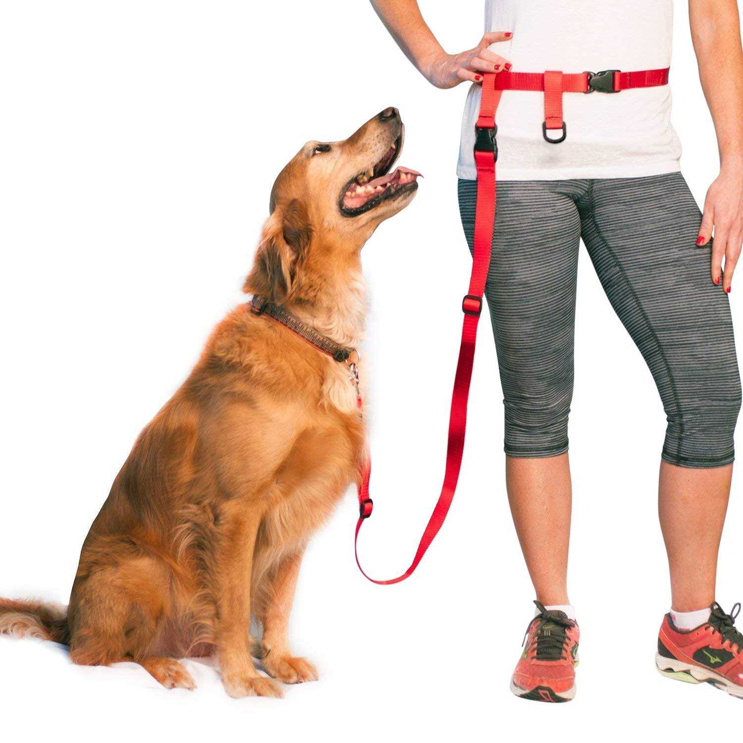 The Buddy System Adjustable Hands Free Dog Leash, Hand-Free Leash for Running, Jogging, Walking, Hiking and Training Service - Healthber