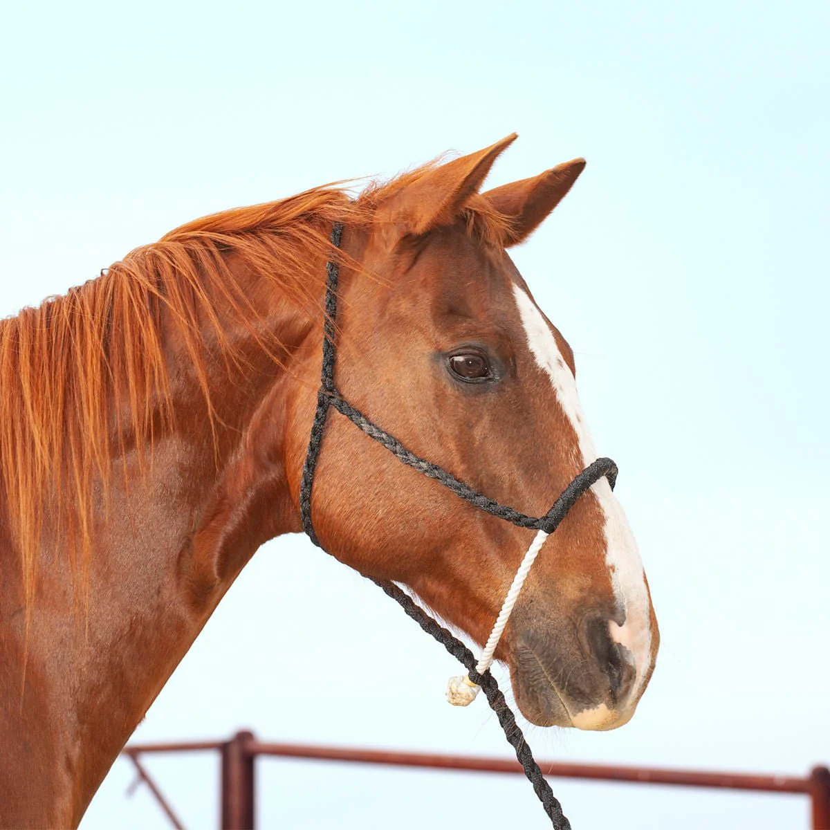 Classic Lariat Rope Nose Halter w/Lead - Healthber