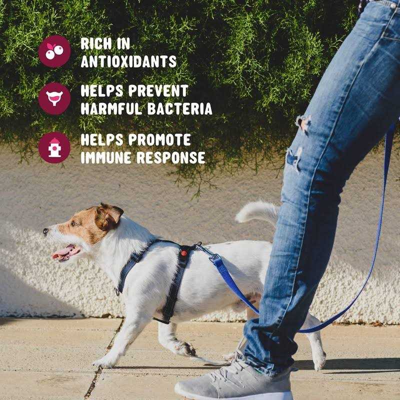 Active Chews Cranberry Supplement for Dogs Dog UTI Bladder Control for Dogs - Healthber