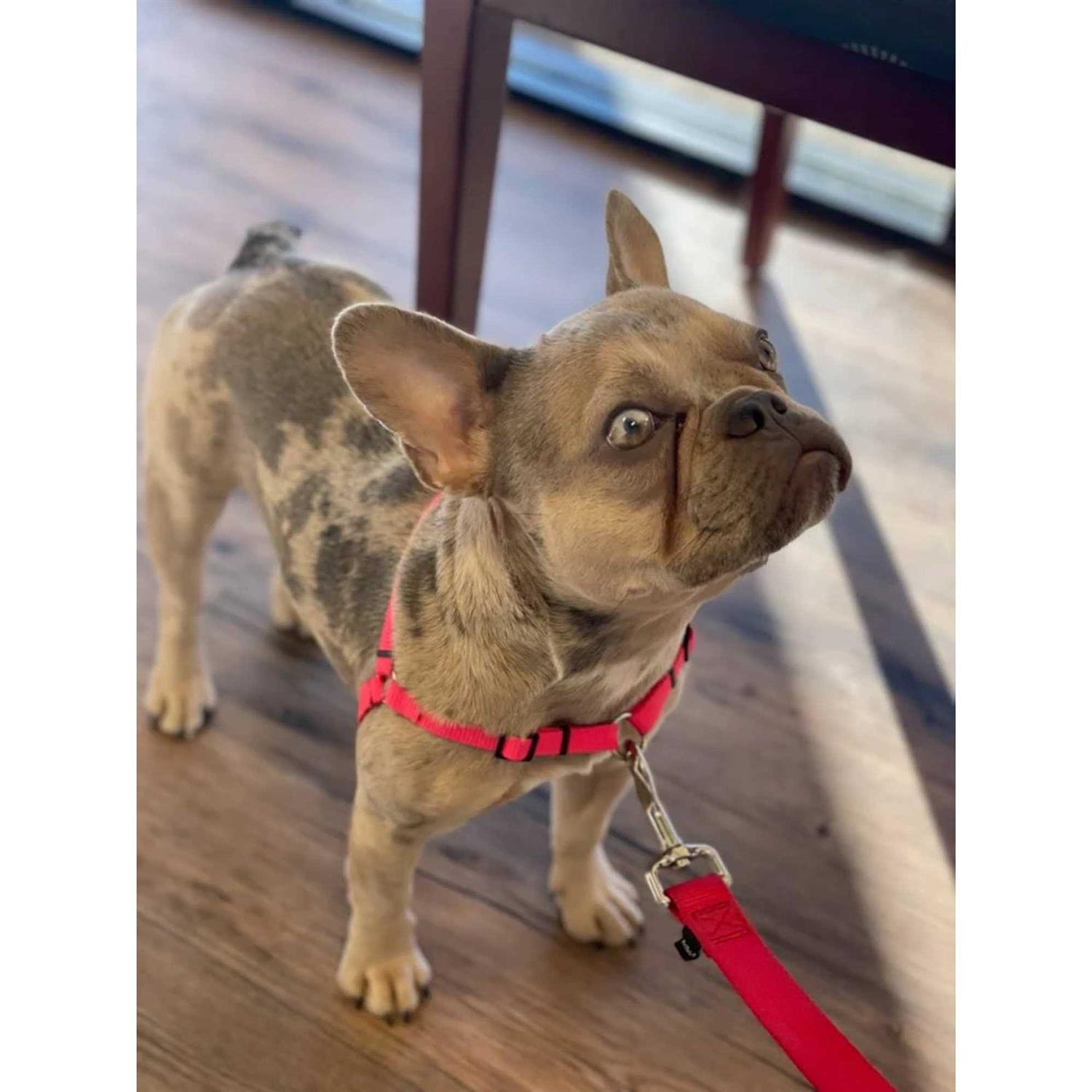 SENSE ation No Pull Dog Harness - Healthber