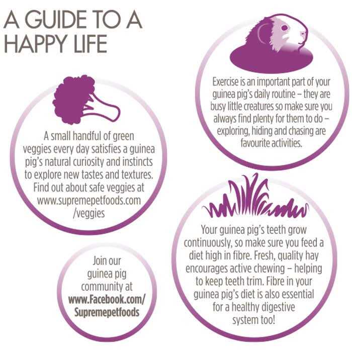 Science Selective Grain Free Guinea Pig Food - Healthber